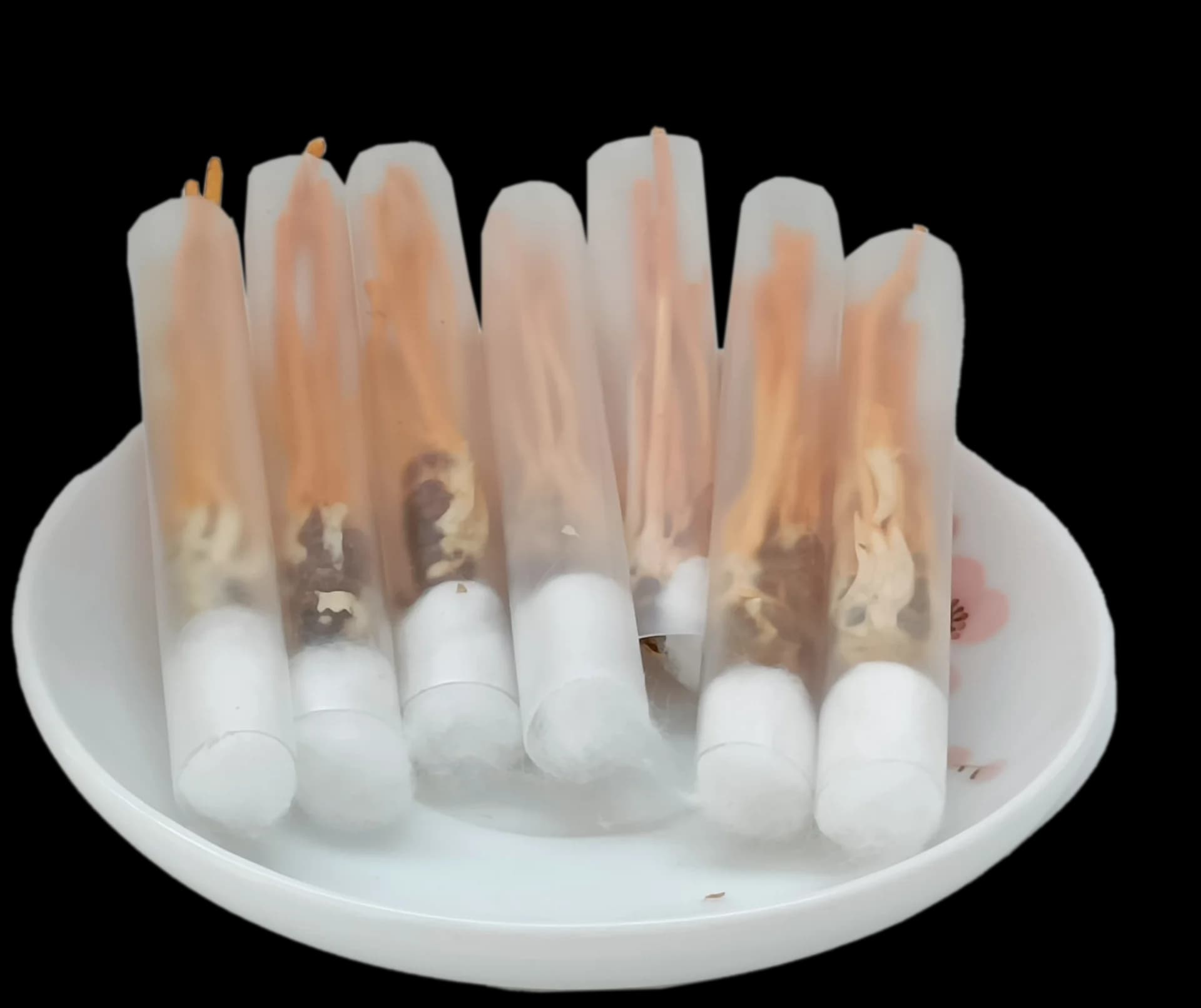 So sánh các dòng đông trùng hạ thảo ký chủ nhộng Nocovy — ảnh 4