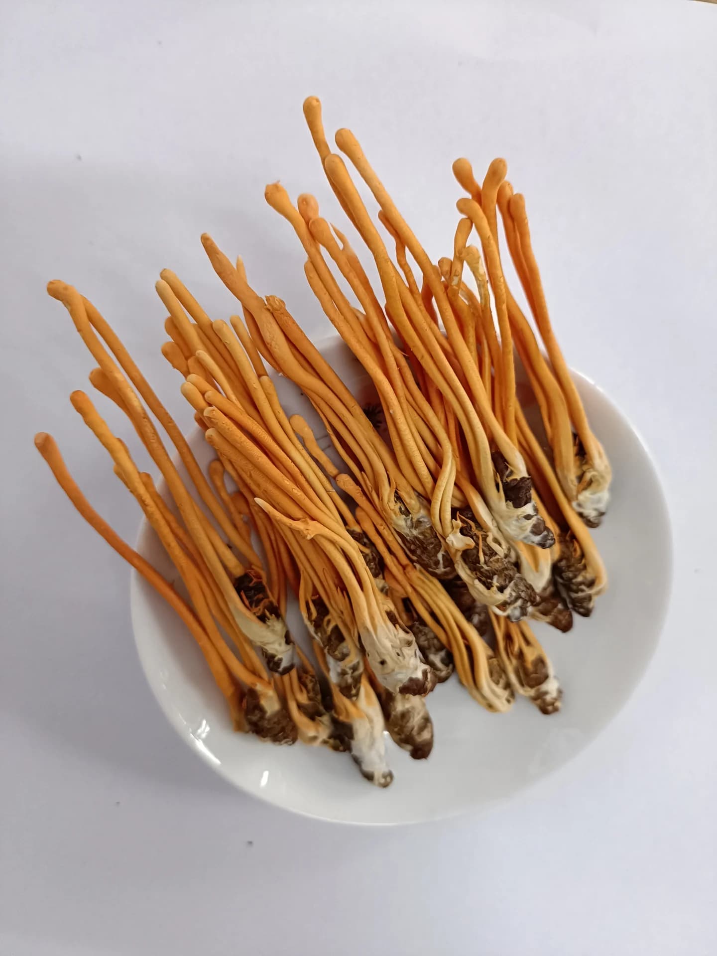 So sánh các dòng đông trùng hạ thảo ký chủ nhộng Nocovy — ảnh 6