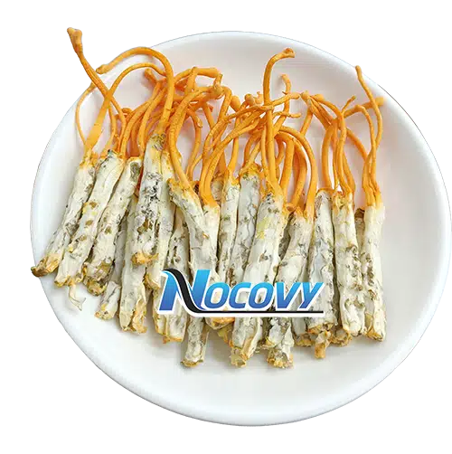 Đông trùng hạ thảo nguyên con Nocovy